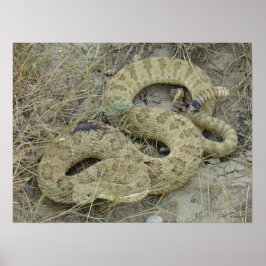 Pôster R20 Prairie Rattlesnake