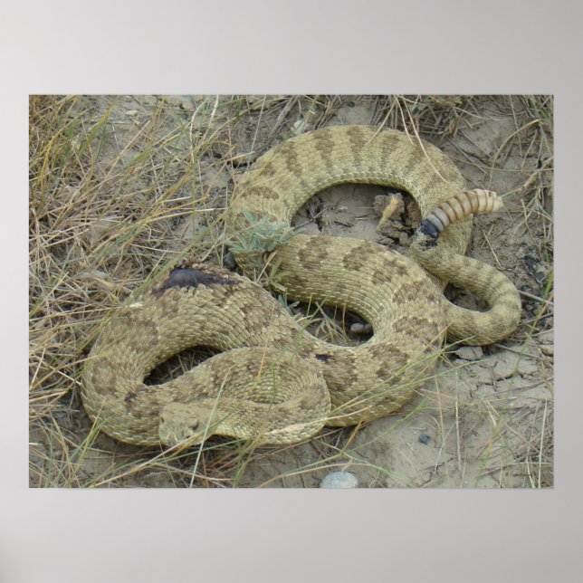 Pôster R20 Prairie Rattlesnake (Frente)