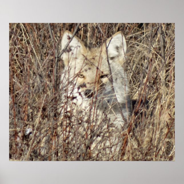 Pôster R21 Coyote "Vigiando você" (Frente)