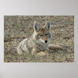Poster R22 Coyote Deitado