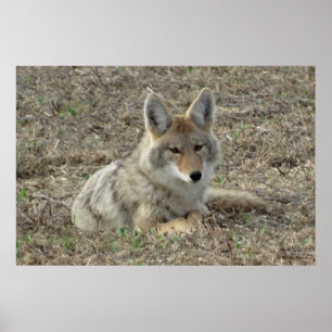 Poster R22 Coyote Deitado