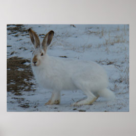 Pôster R23 Lebre de Snowshoe