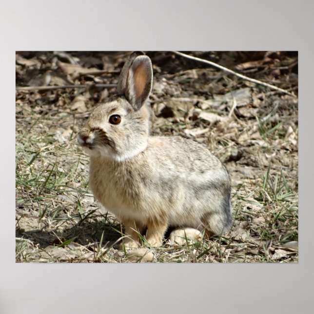 Poster R24 Cotton-tail Rabbit (Frente)