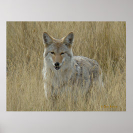 Poster R2 Coyote em Grama Alta