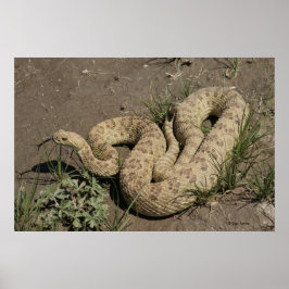 Pôster R6 Prairie Rattlesnake
