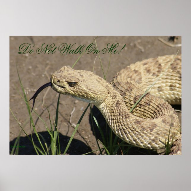 Pôster R8 Prairie Rattlesnake Head Shot (Frente)