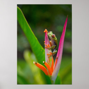 Pôster Rã-arbórea-de-olho-vermelho, Costa Rica