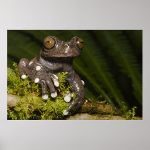 Pôster Rã-árvore Cativa Tapichalaca Hyloscirtus 3