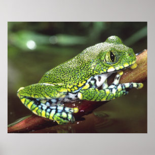 Poster Rã-Árvore de Olho Grande, Leptopelis vermiculatus,
