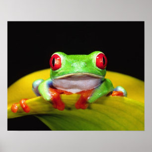 Poster Rã-árvore-de-olho-vermelho, Agalychinis callidryas