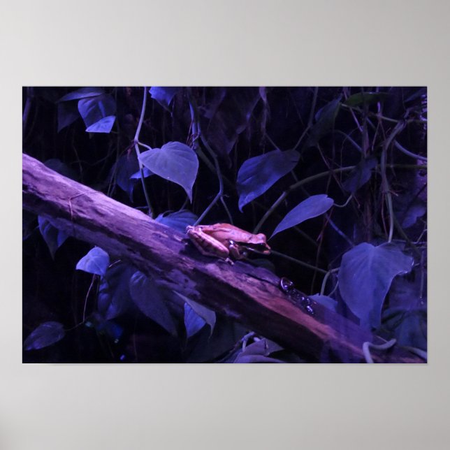 Poster Rã de árvore na Costa Rica (Frente)