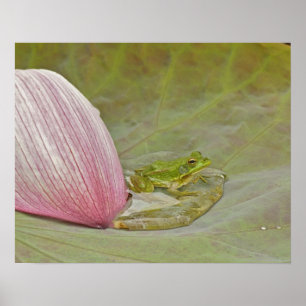 Poster Rã e pétala de flor de lótus, China,