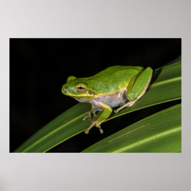 Pôster Rã-verde (Hyla cinerea) 2 (Frente)