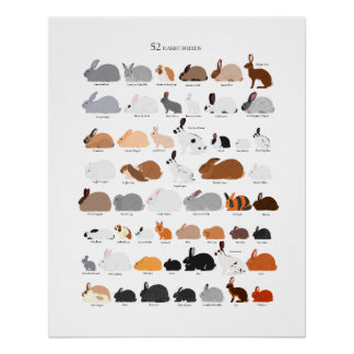 Pôster Rabbit breeds chart