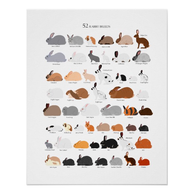 Pôster Rabbit breeds chart (Frente)