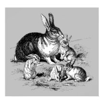Rabbit Family - Archival Print