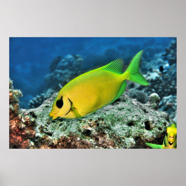 Poster Rabíbulo Amarelo (Frente)