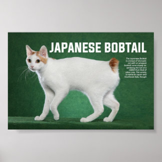 Poster Raça Bobtail Japonesa