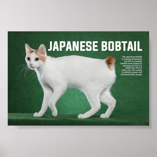 Poster Raça Bobtail Japonesa (Frente)