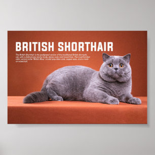Poster Raça Britânica De Gatos De Shorthair