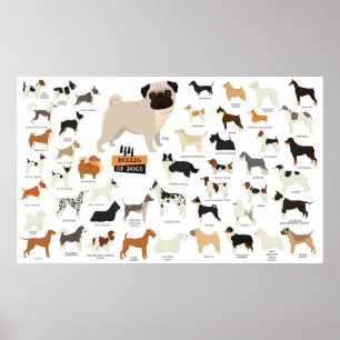 Poster Raça Cão