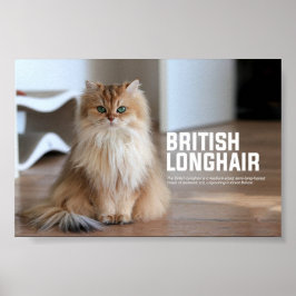 Poster Raça de Cabelos de Penteado Britânicos