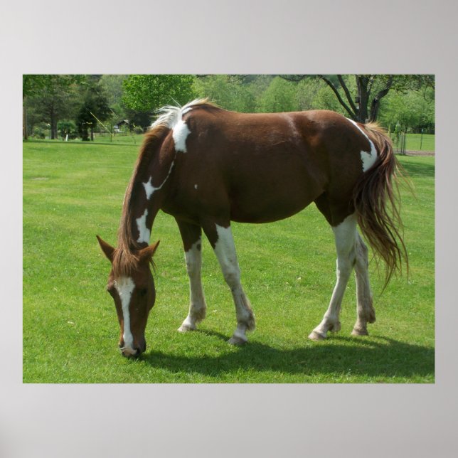 Pôster Raça de Cavalo (Frente)