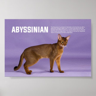 Poster Raça de Gato Abissínia