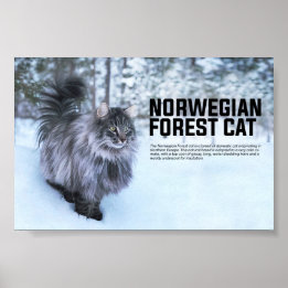 Poster Raça de Gato da Floresta Norueguesa