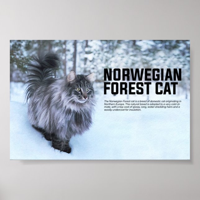 Poster Raça de Gato da Floresta Norueguesa (Frente)