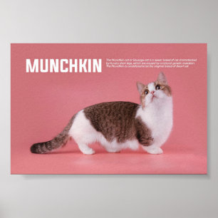 Poster Raça De Gato De Munique Ou De Sausagem