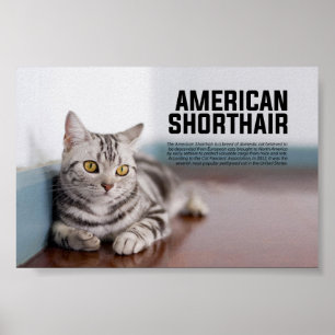 Poster Raça de Gato de Shorthair Americana