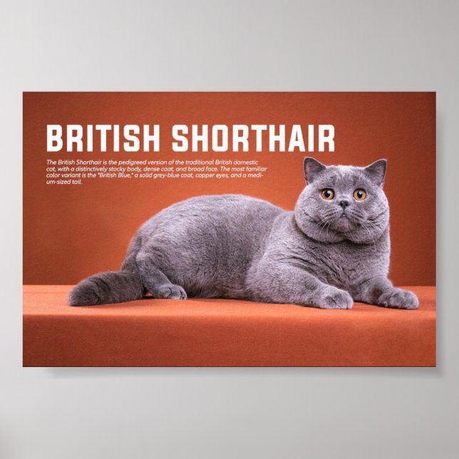 Poster Raça de Gato de Shorthair Britânica (Frente)