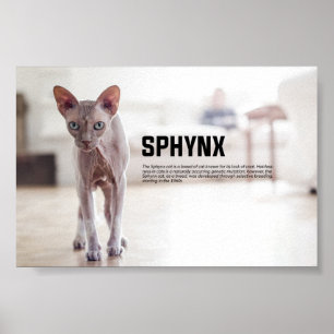Poster Raça de Gato de Sphynx