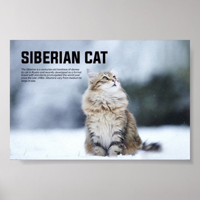 Poster Raça de Gato Siberiano (Frente)