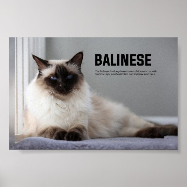 Poster Raça de Gatos Balineses (Frente)