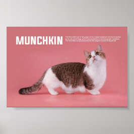 Poster Raça De Gatos De Mangueira Ou De Enchimento
