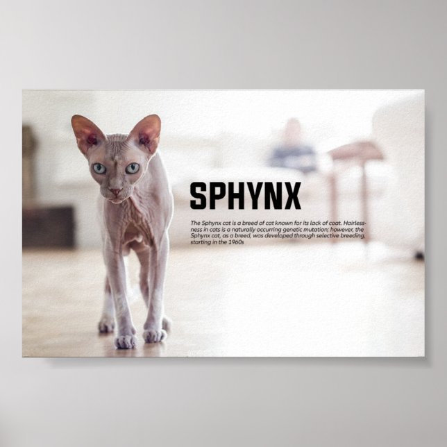 Poster Raça de Gatos Esphynx (Frente)