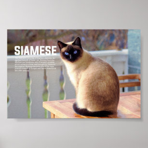 Poster Raça de Gatos Siameses