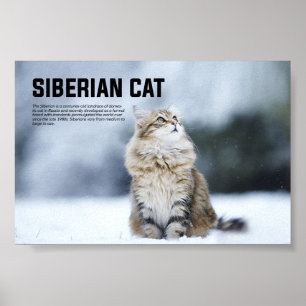 Poster Raça de Gatos Siberianos