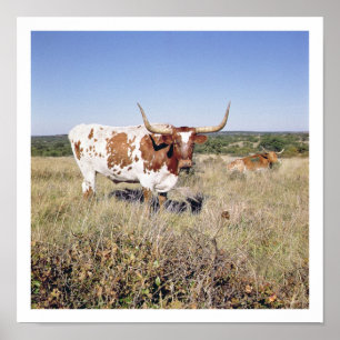 Poster Raça de Texas Longhorn (foto)