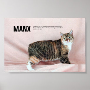 Poster Raça Manx Cat