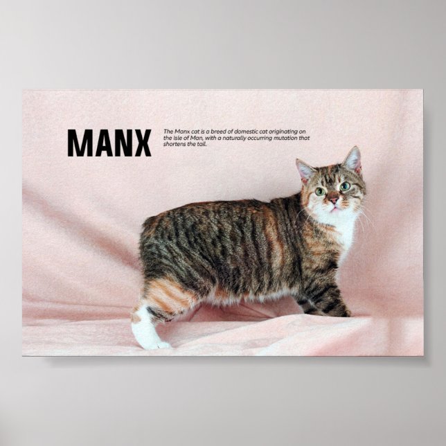 Poster Raça Manx Cat (Frente)