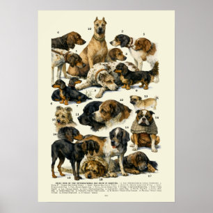 Poster Raças de Cães Era Vitoriana Retrô de 1895 Vencedor