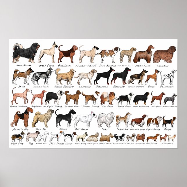 Poster Raças de Cães Purebred (Frente)