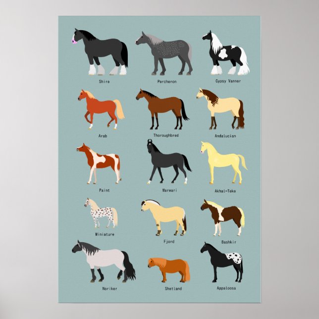 Poster raças de cavalos (Frente)