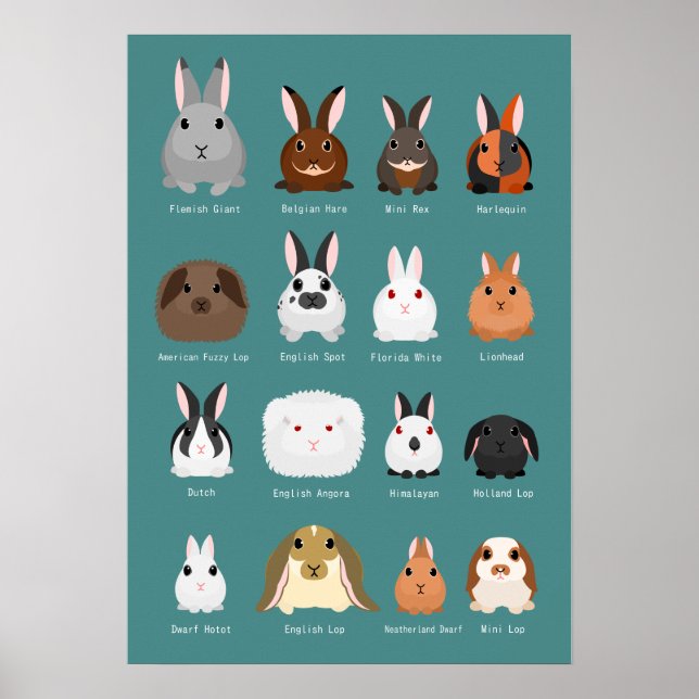Poster raças de coelhos (Frente)
