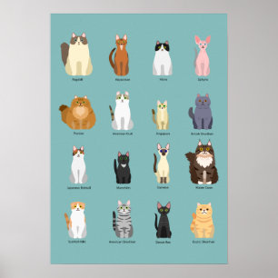Poster raças de gatos, vários gatos,arte de gatos