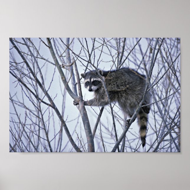 Poster Raccoon (Frente)