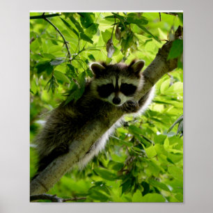 Poster Raccoon em cinza de Árvore Verde